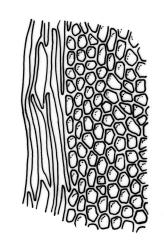 Fissidens  leptocladus, laminal cells, margin of vaginant lamina. Drawn from J.E. Beever 70-16, AK 284382.
 Image: R.C. Wagstaff © Landcare Research 2014 